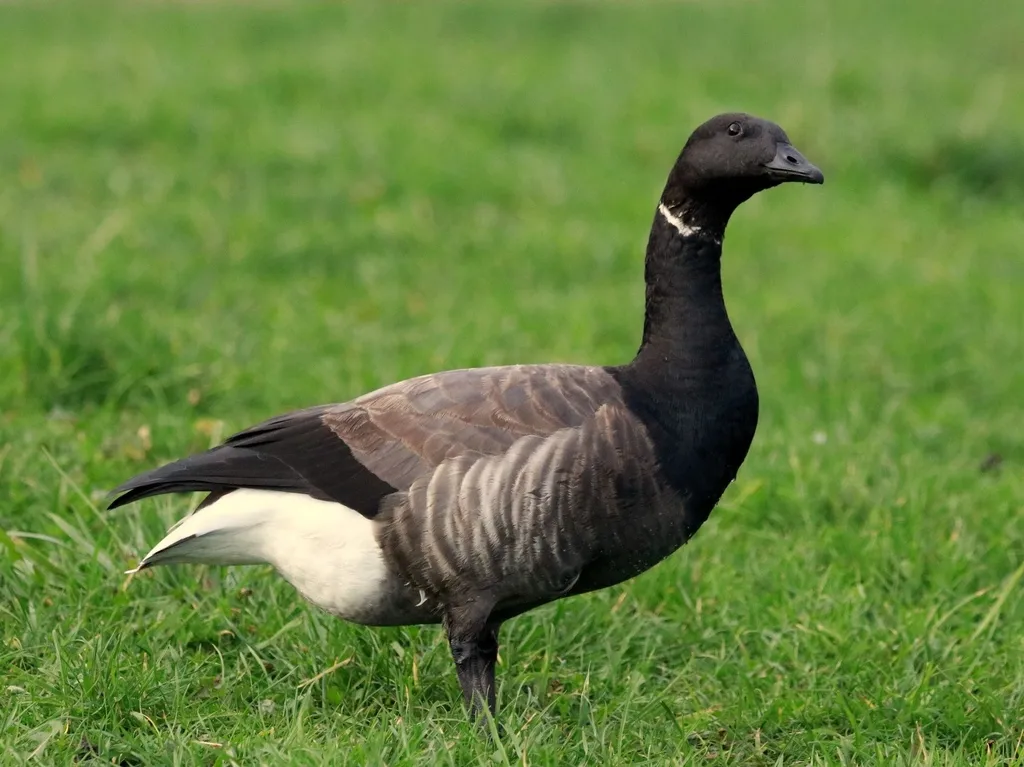 黑雁(Branta bernicla)