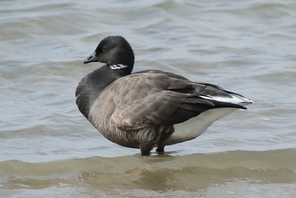 黑雁(Branta bernicla)