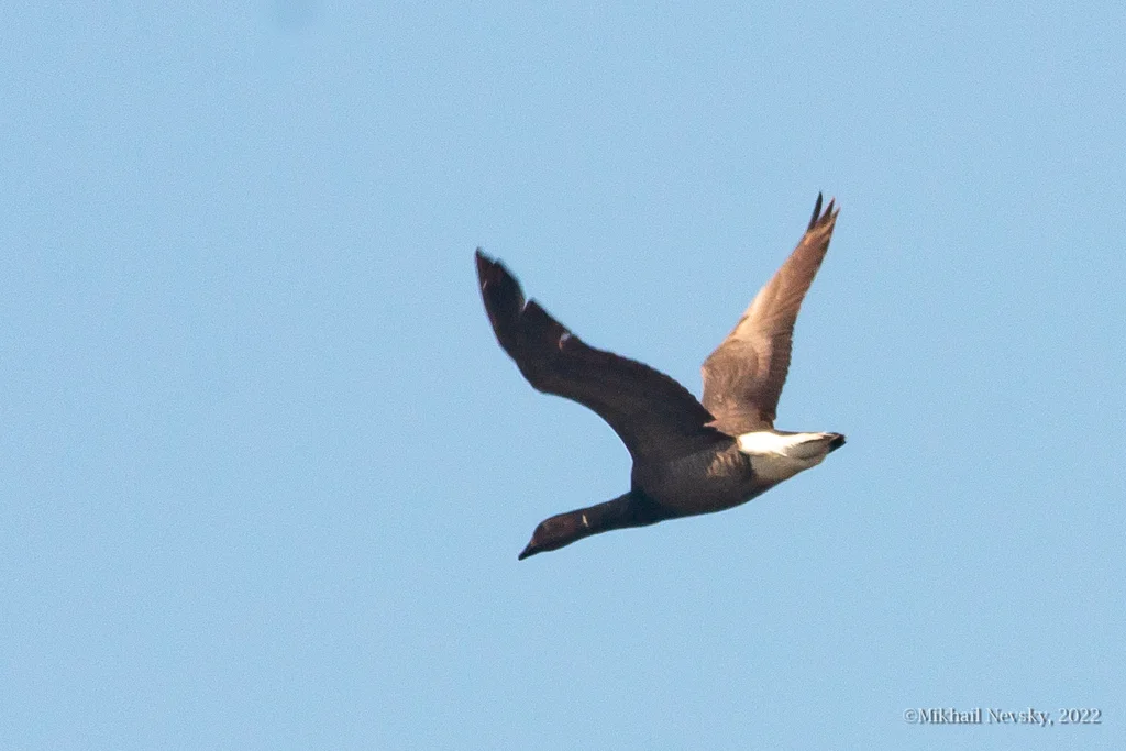 黑雁(Branta bernicla)