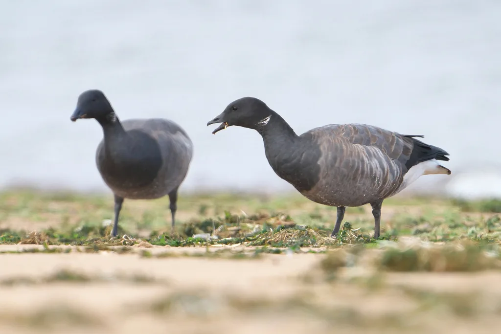 黑雁(Branta bernicla)