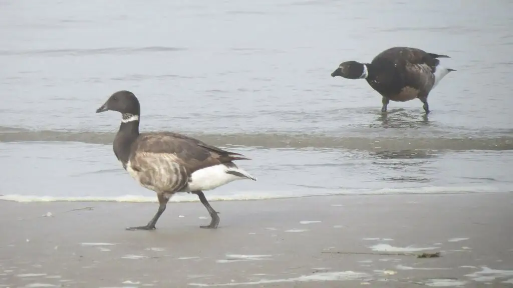 黑雁(Branta bernicla)