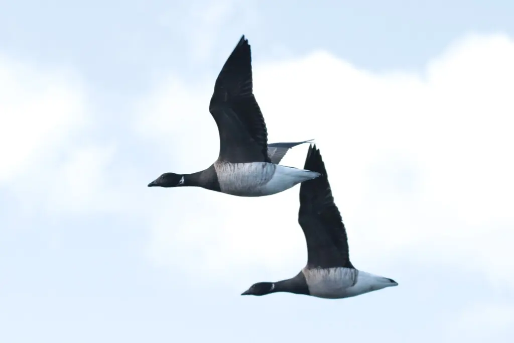 黑雁(Branta bernicla)