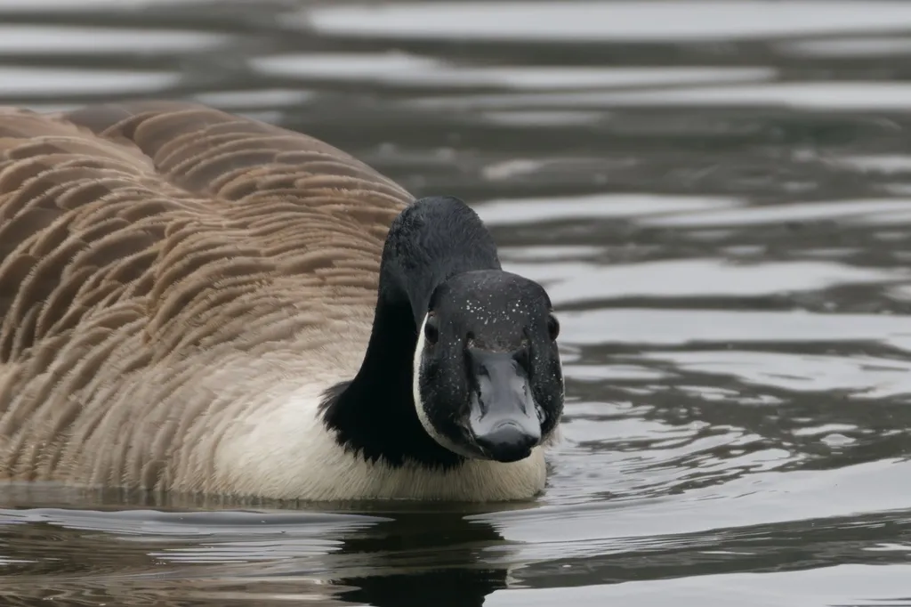 加拿大黑雁(Branta canadensis)