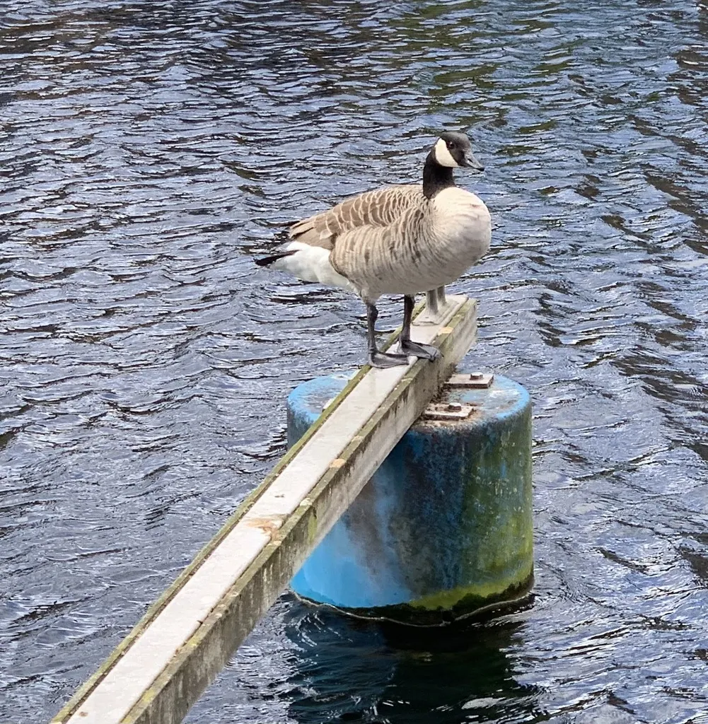 加拿大黑雁(Branta canadensis)
