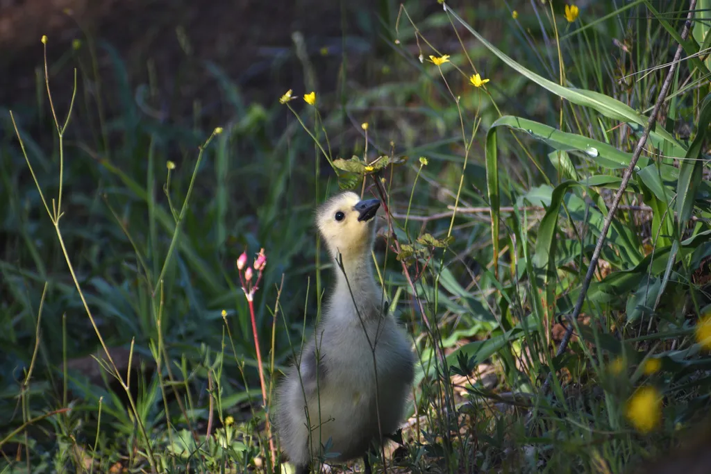加拿大黑雁(Branta canadensis)