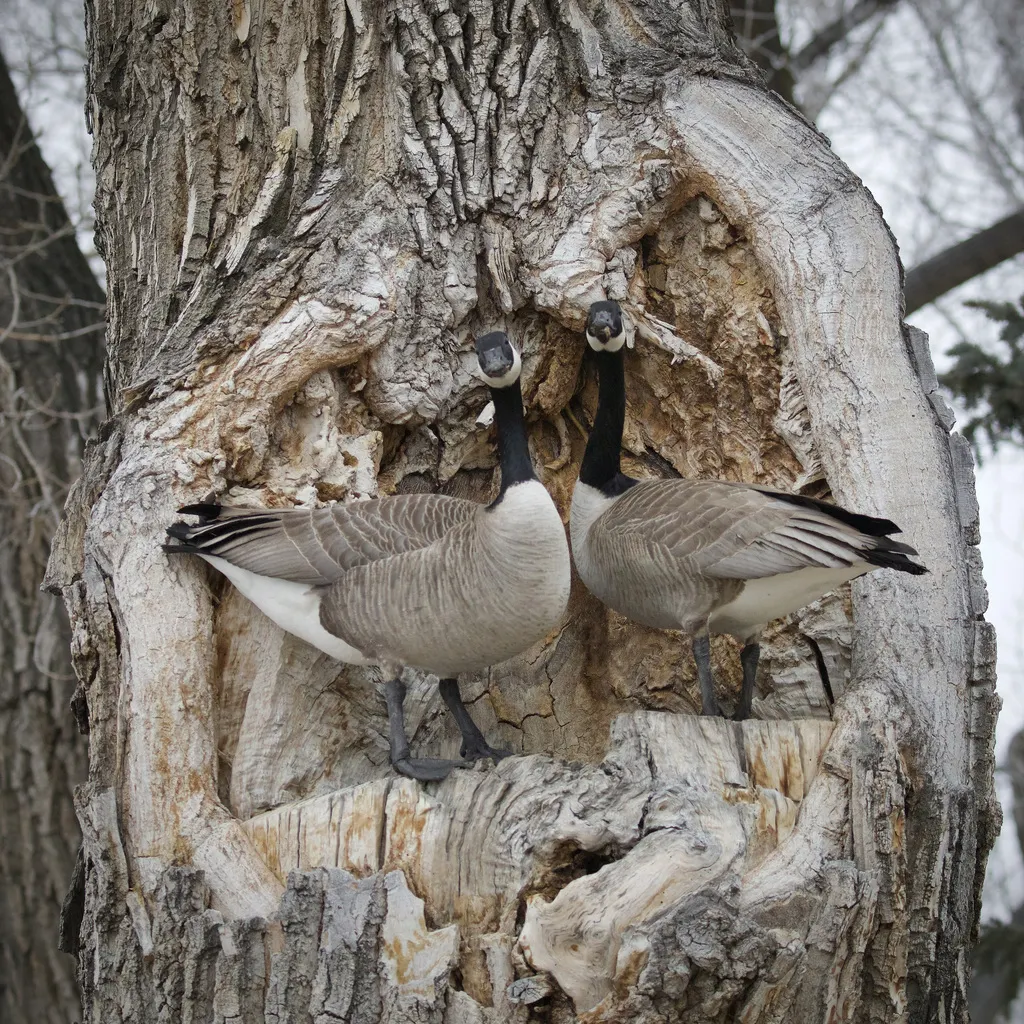 加拿大黑雁(Branta canadensis)