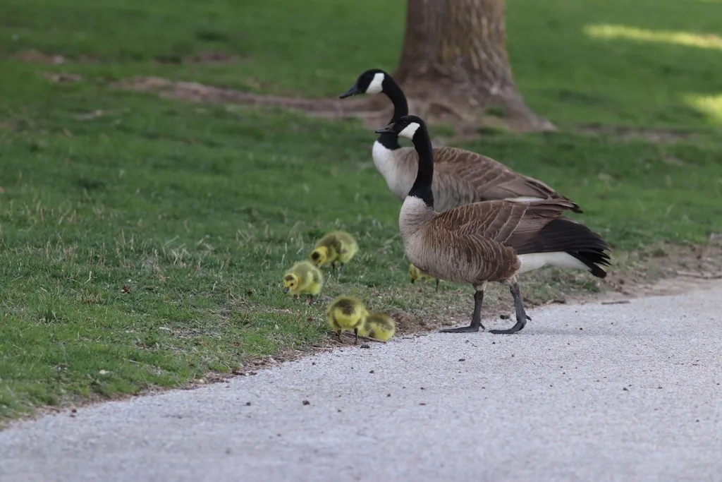 加拿大黑雁(Branta canadensis)