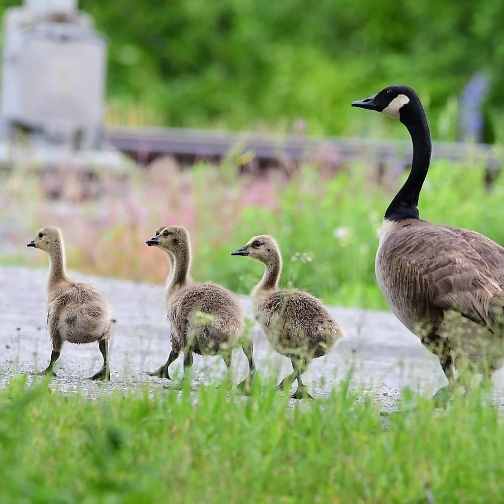 加拿大黑雁(Branta canadensis)