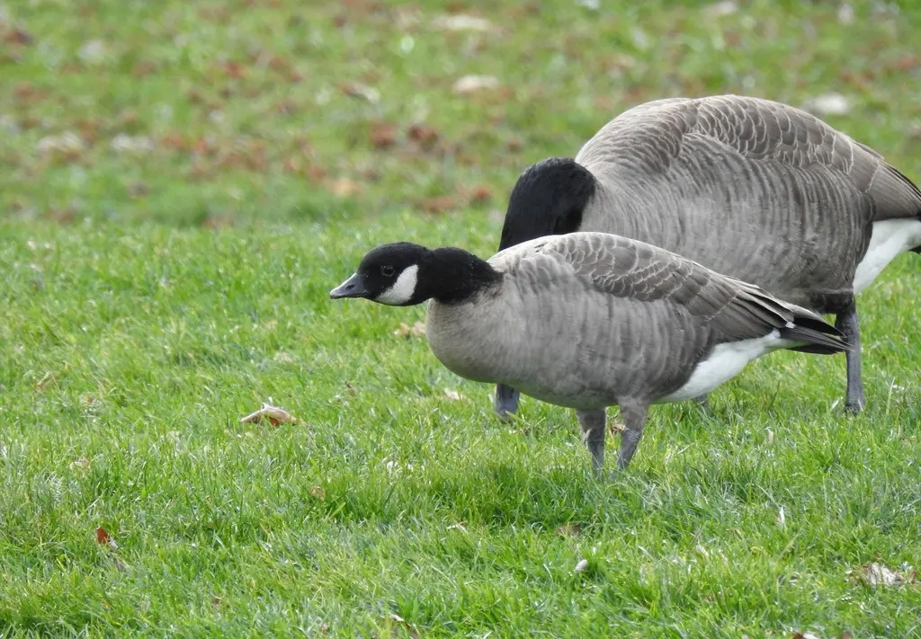 小美洲黑雁(Branta hutchinsii)