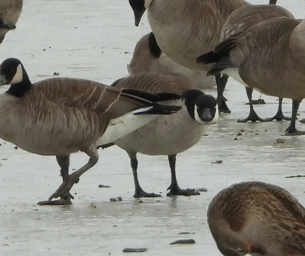 小美洲黑雁(Branta hutchinsii)