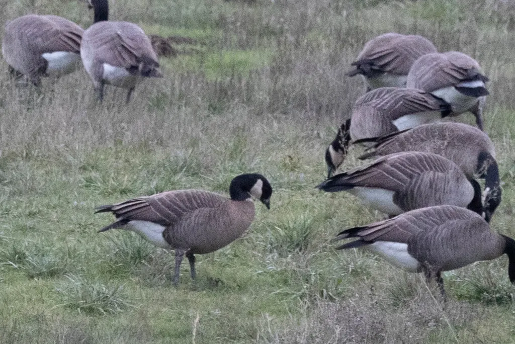 小美洲黑雁（Branta hutchinsii）