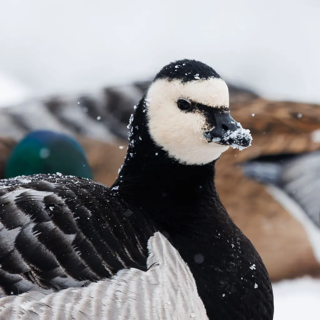白颊黑雁(Branta leucopsis)