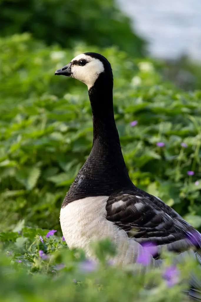 白颊黑雁(Branta leucopsis)