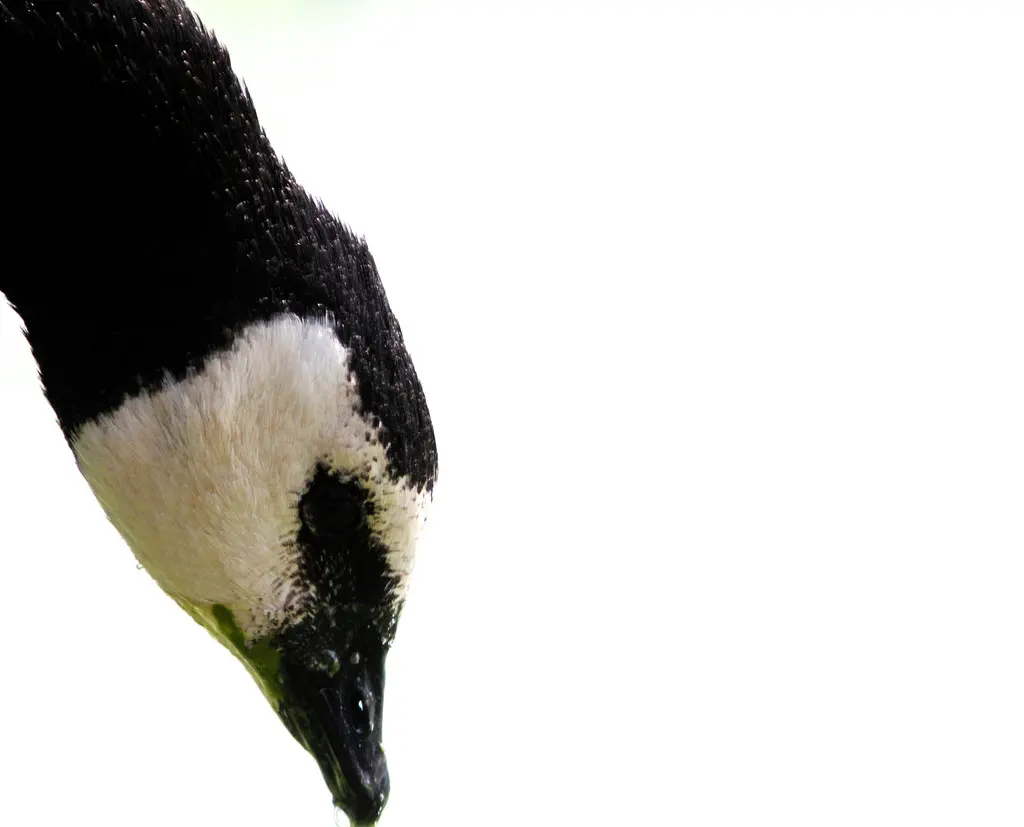 白颊黑雁(Branta leucopsis)