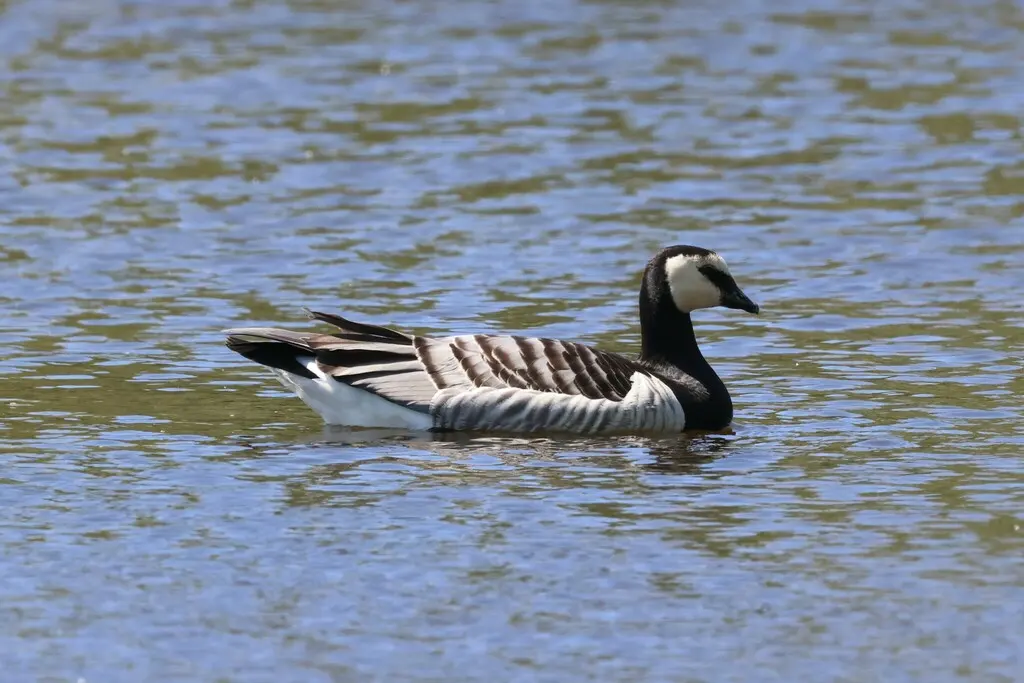 白颊黑雁(Branta leucopsis)