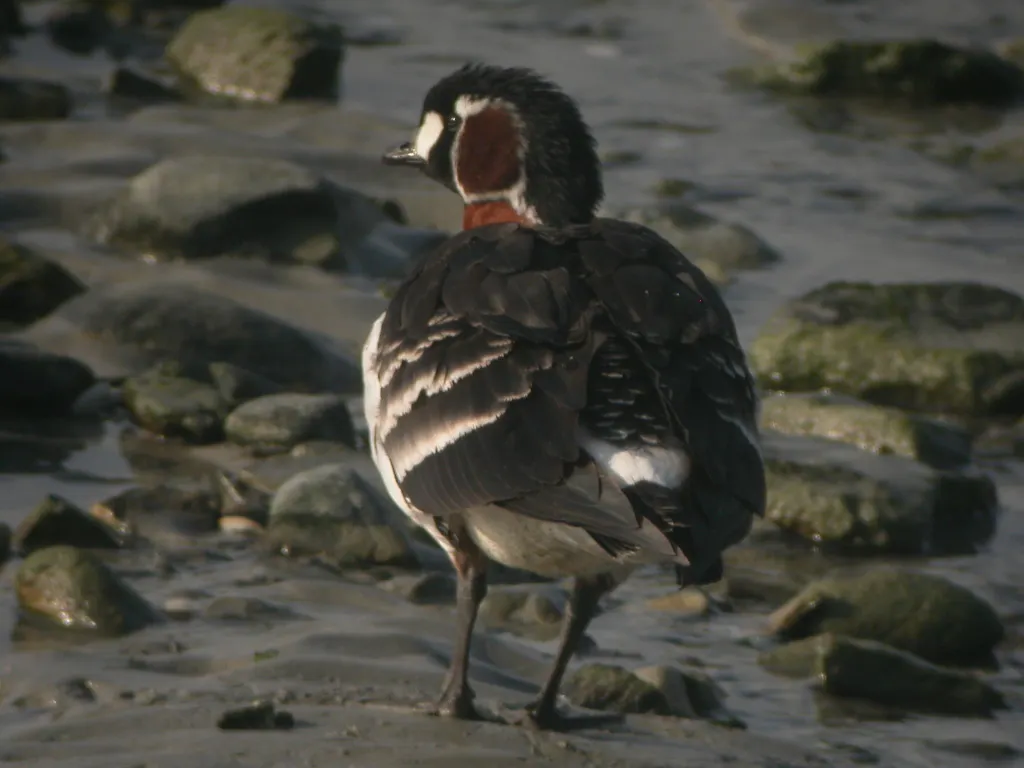 红胸黑雁(Branta ruficollis)