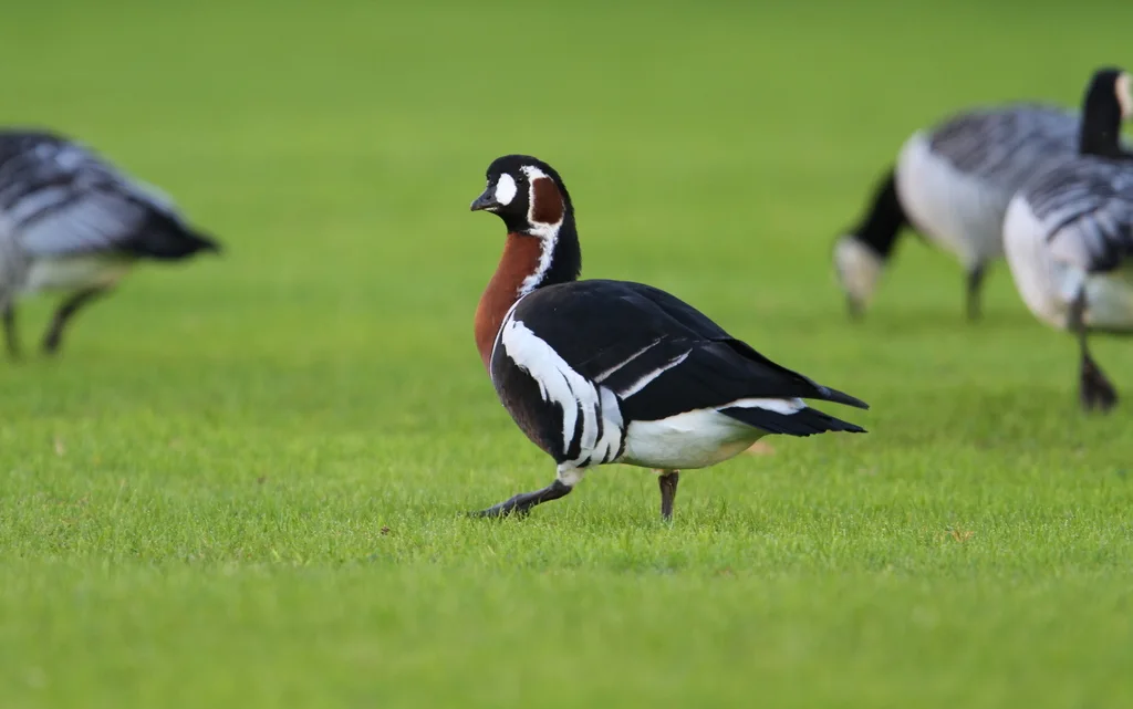红胸黑雁(Branta ruficollis)