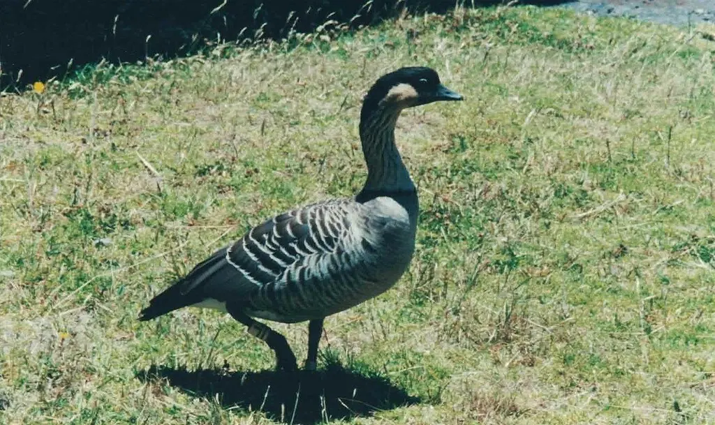 夏威夷黑雁(Branta sandvicensis)
