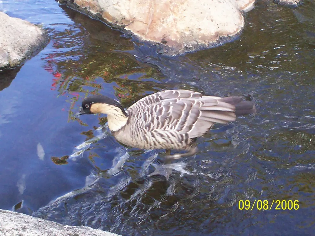夏威夷黑雁(Branta sandvicensis)
