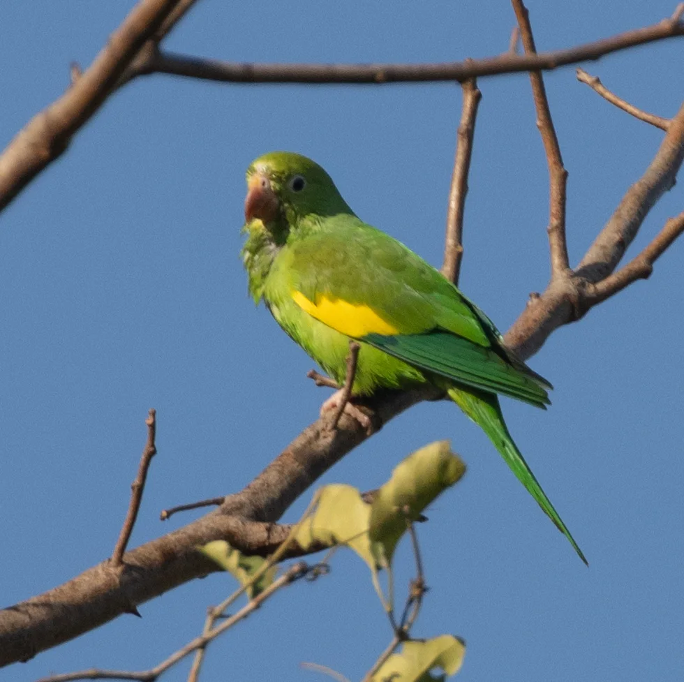 黄翅斑鹦哥(Brotogeris chiriri)