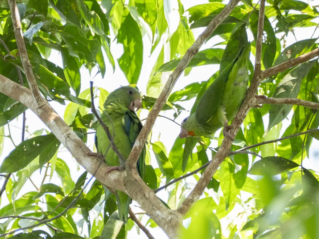 绣眼蓝翅鹦哥(Brotogeris cyanoptera)