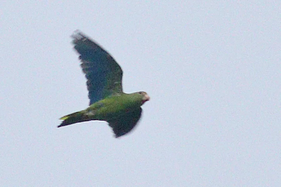 绣眼蓝翅鹦哥(Brotogeris cyanoptera)