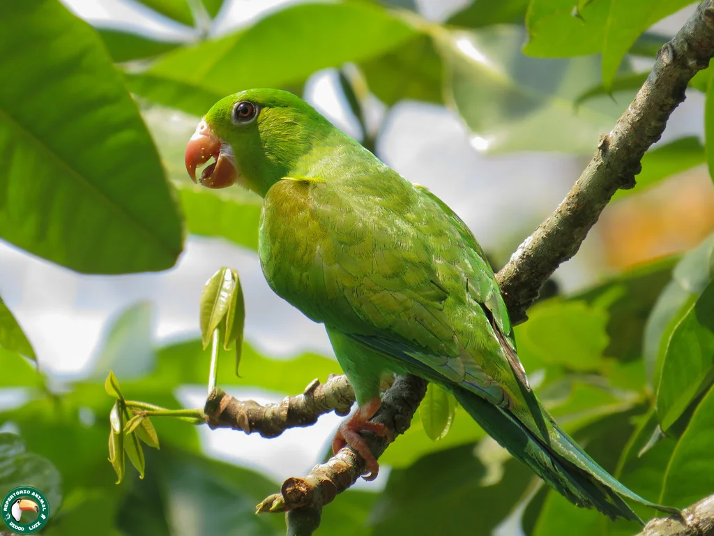 纯色鹦哥(Brotogeris tirica)