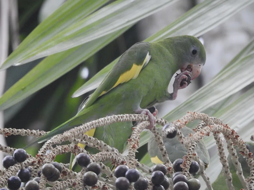 淡黄翅鹦哥(Brotogeris versicolurus)
