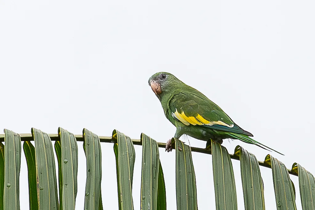 淡黄翅鹦哥(Brotogeris versicolurus)