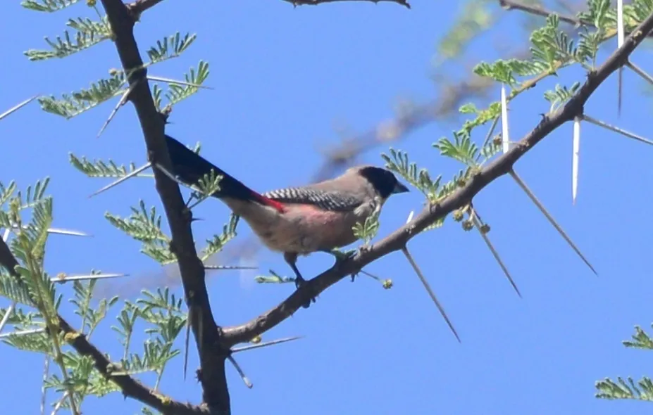 红腰梅花雀(Brunhilda charmosyna)