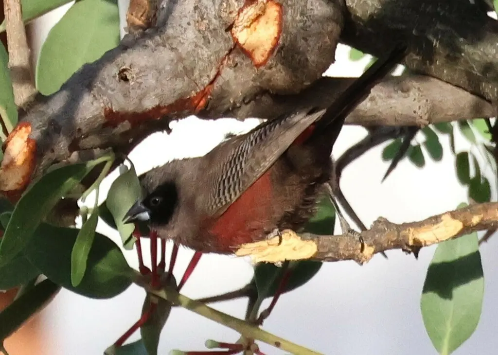 黑颊梅花雀(Brunhilda erythronotos)