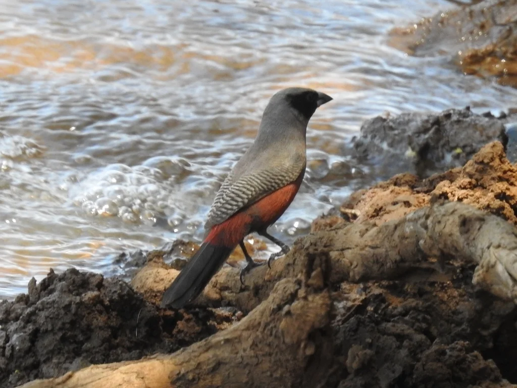 黑颊梅花雀(Brunhilda erythronotos)