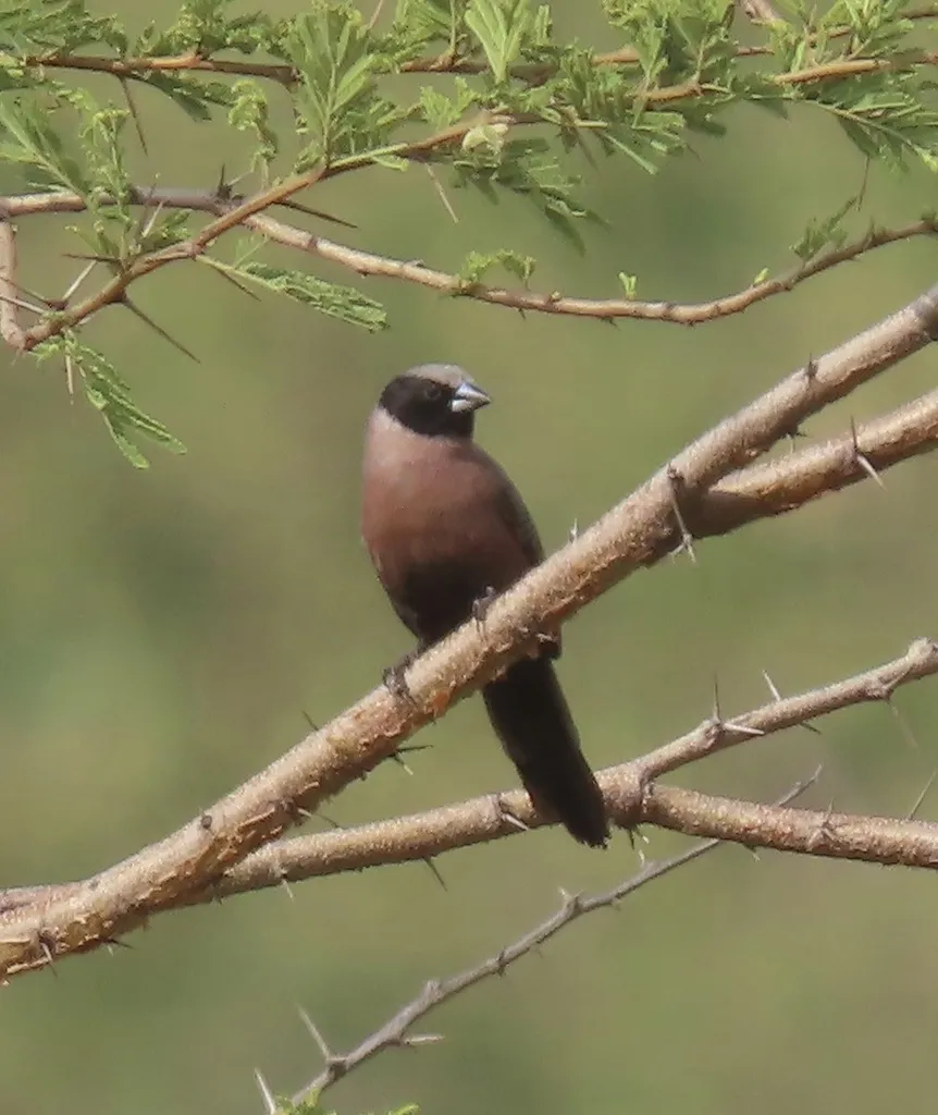 黑颊梅花雀(Brunhilda erythronotos)