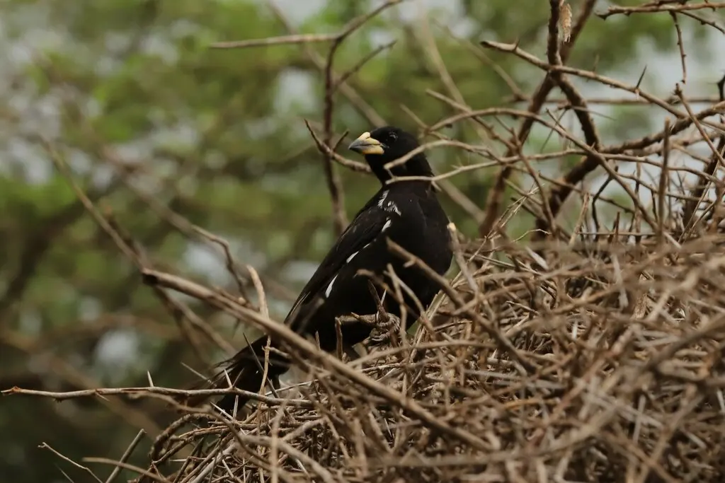 白嘴牛文鸟（Bubalornis albirostris）