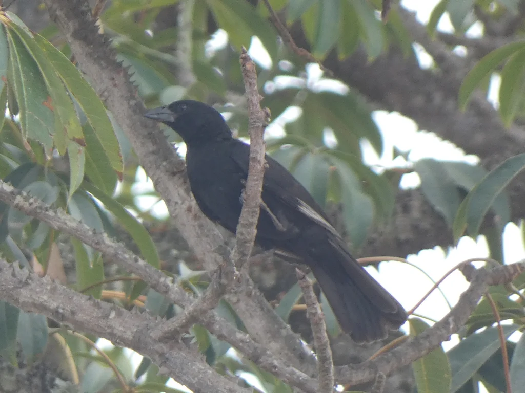 白嘴牛文鸟（Bubalornis albirostris）