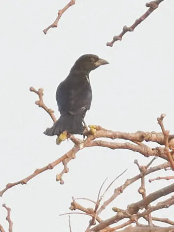 白嘴牛文鸟（Bubalornis albirostris）