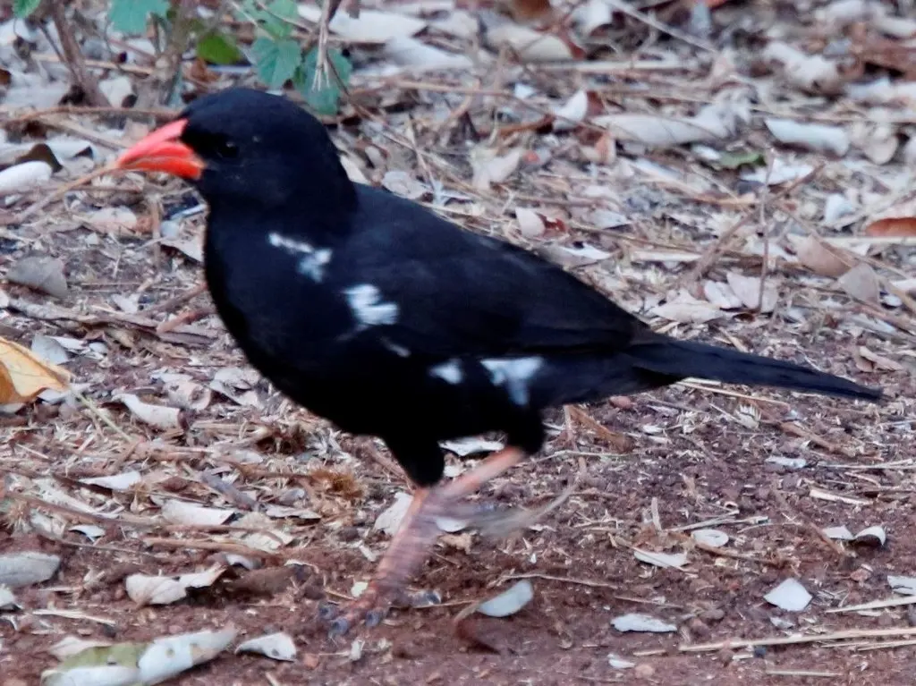 红嘴牛文鸟(Bubalornis niger)