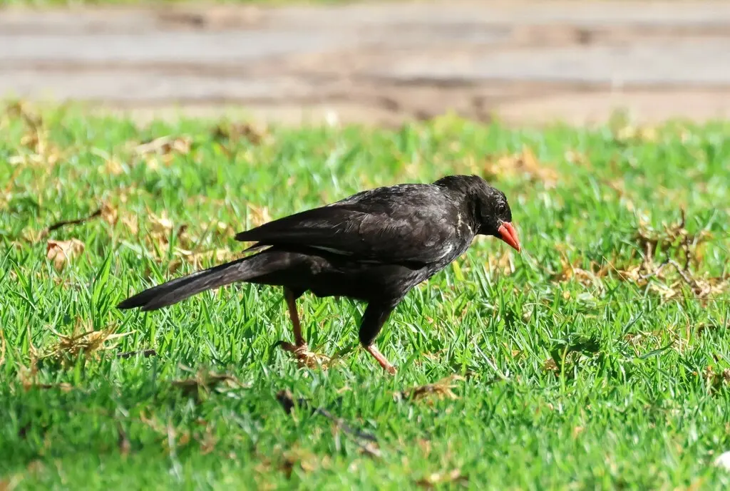 红嘴牛文鸟(Bubalornis niger)