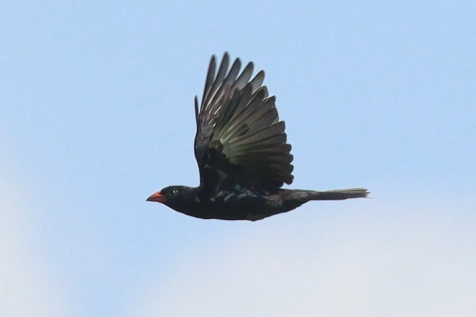 红嘴牛文鸟(Bubalornis niger)