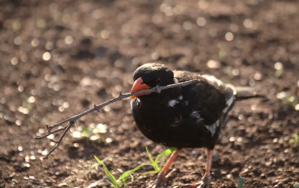 红嘴牛文鸟(Bubalornis niger)