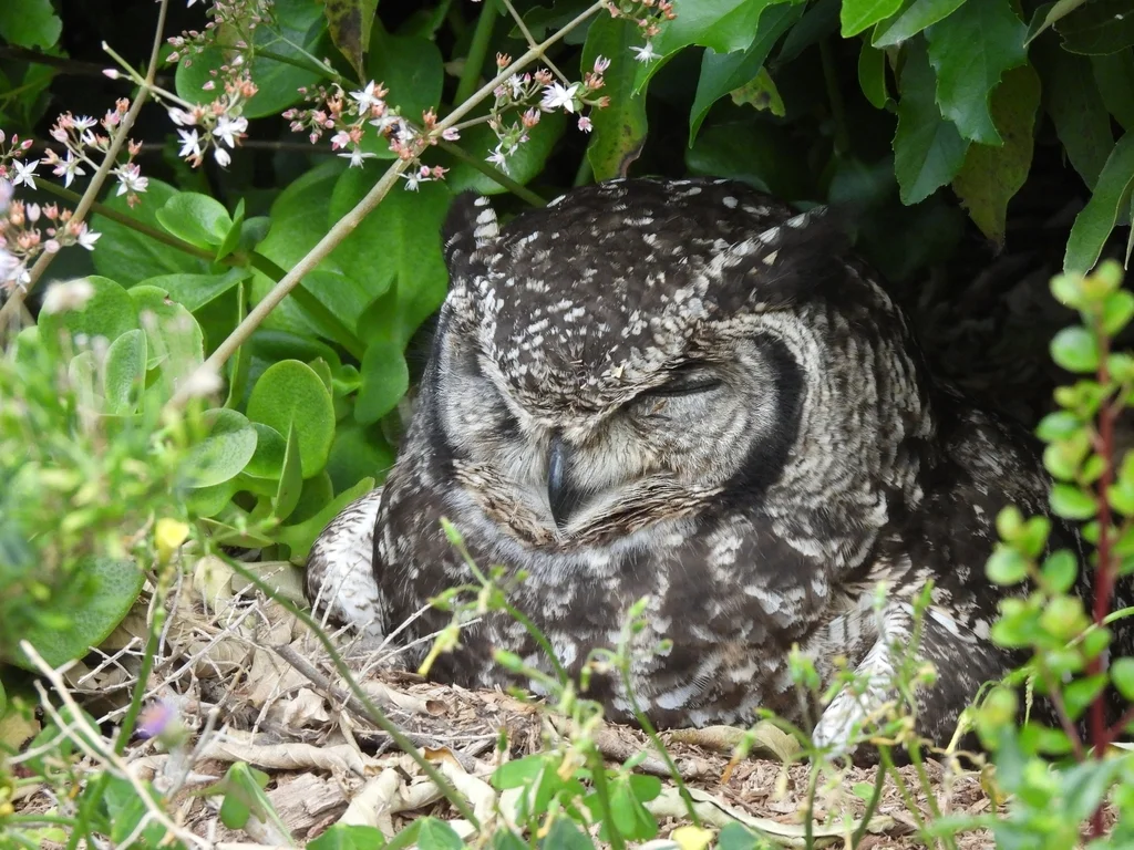 斑雕鸮(Bubo africanus)