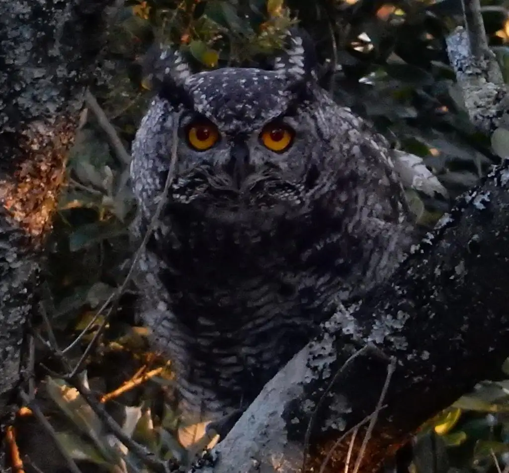 斑雕鸮(Bubo africanus)