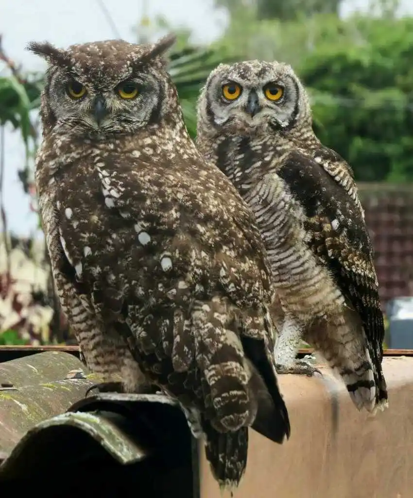 斑雕鸮(Bubo africanus)