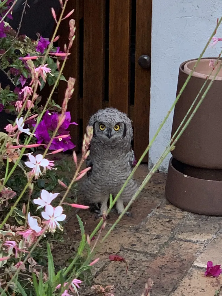 斑雕鸮(Bubo africanus)