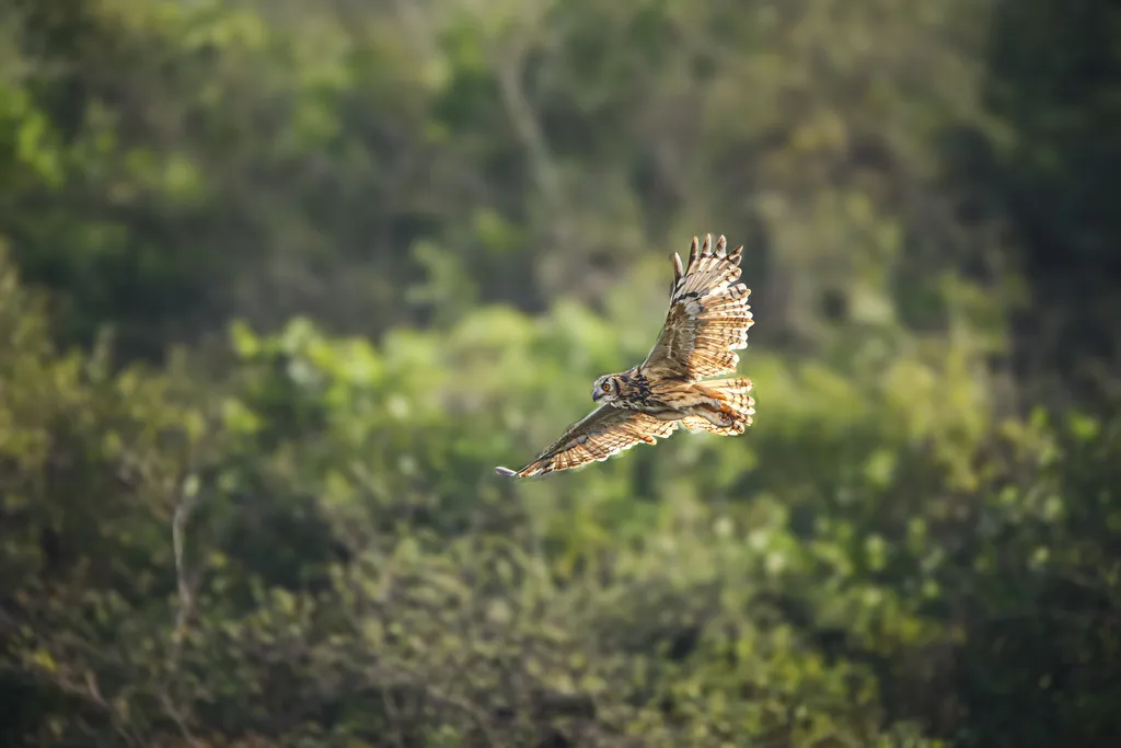 印度雕鸮(Bubo bengalensis)