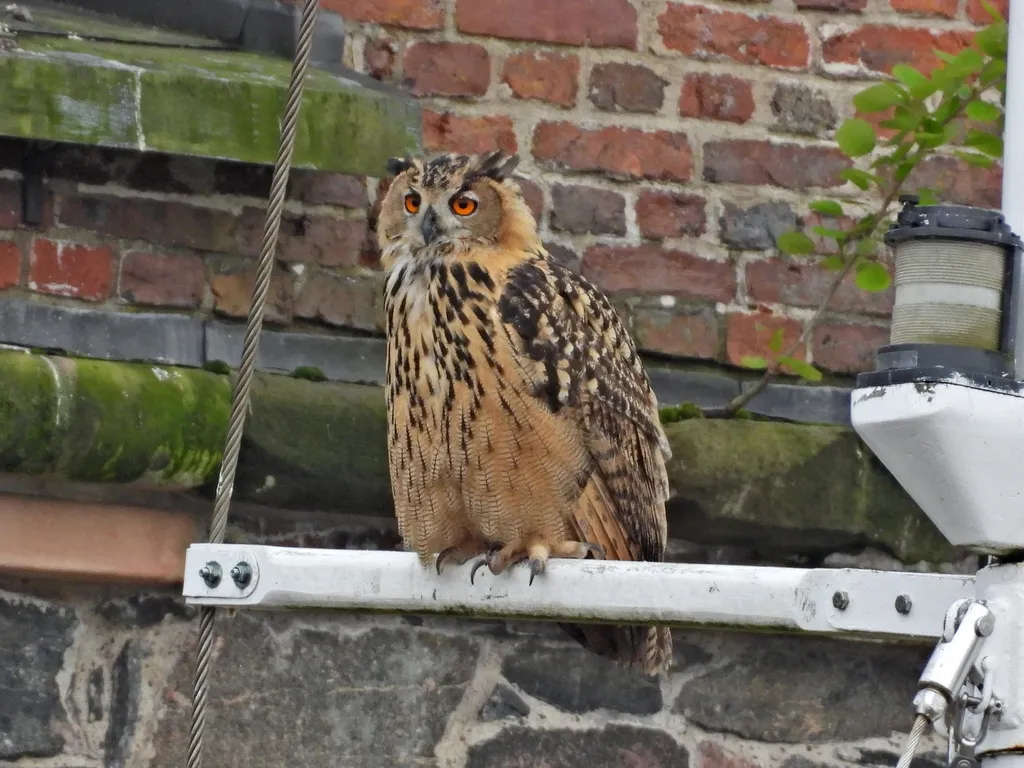 雕鸮(Bubo bubo)