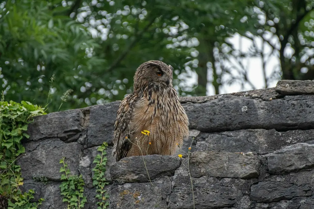 雕鸮(Bubo bubo)