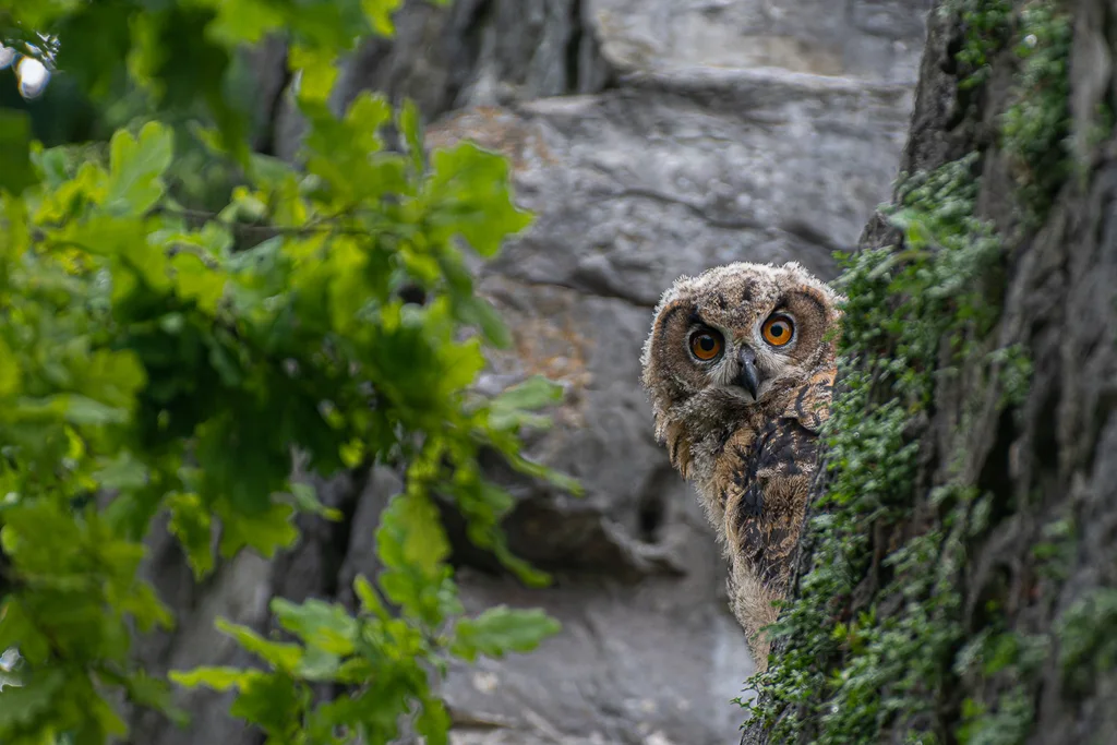 雕鸮(Bubo bubo)
