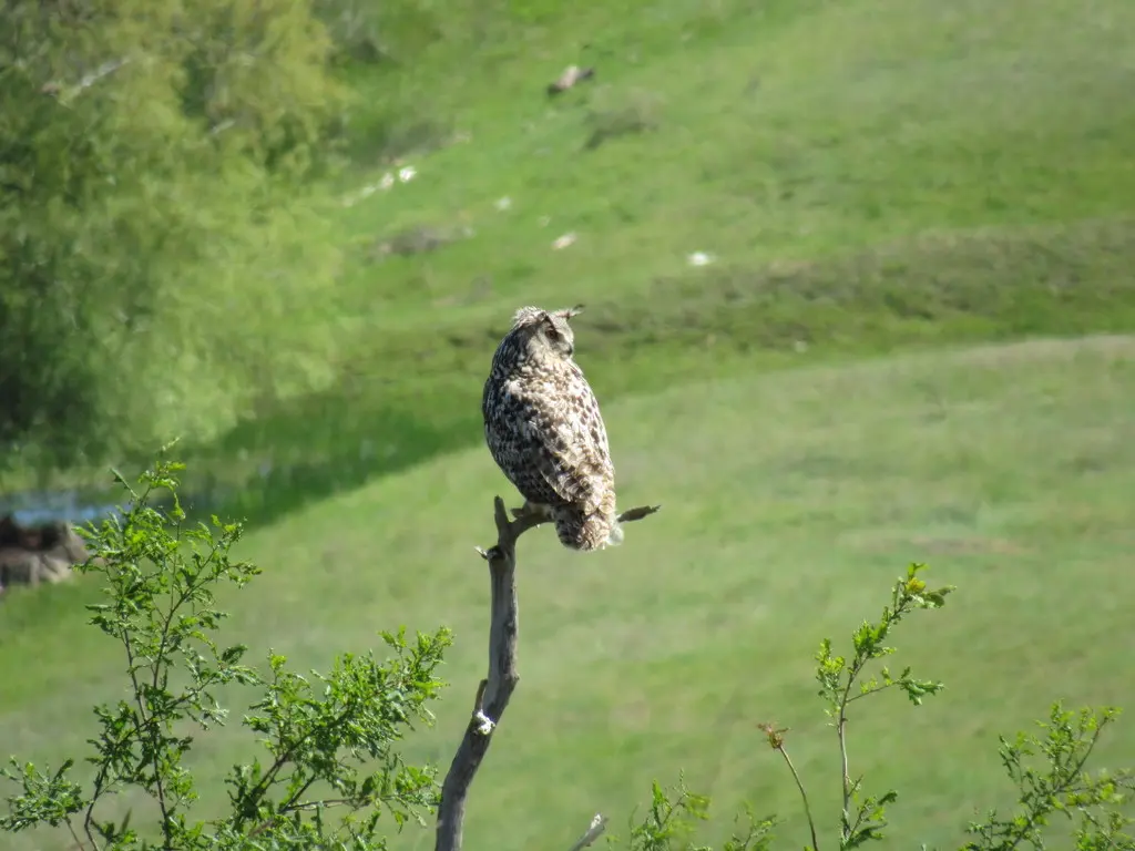 雕鸮(Bubo bubo)
