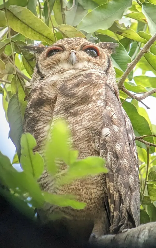 灰雕鸮(Bubo cinerascens)